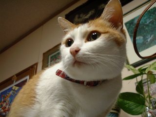 獲物を捕らえるの図。