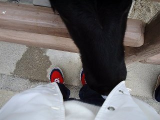 恐怖!子牛に食べられているの図
